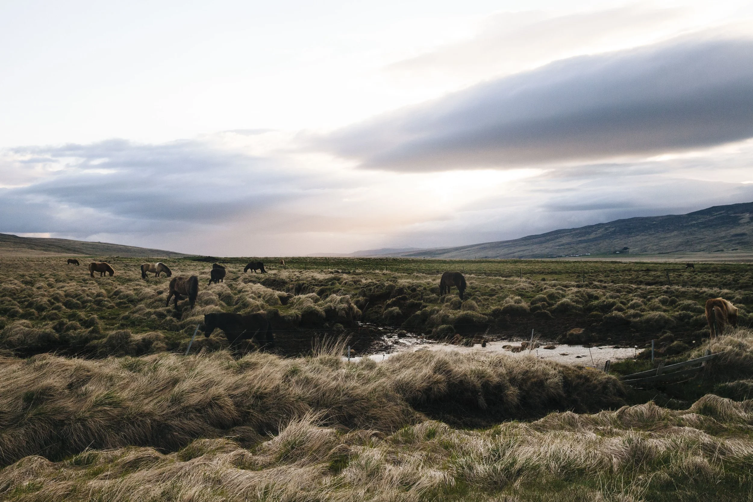 iceland-horses-1.jpg