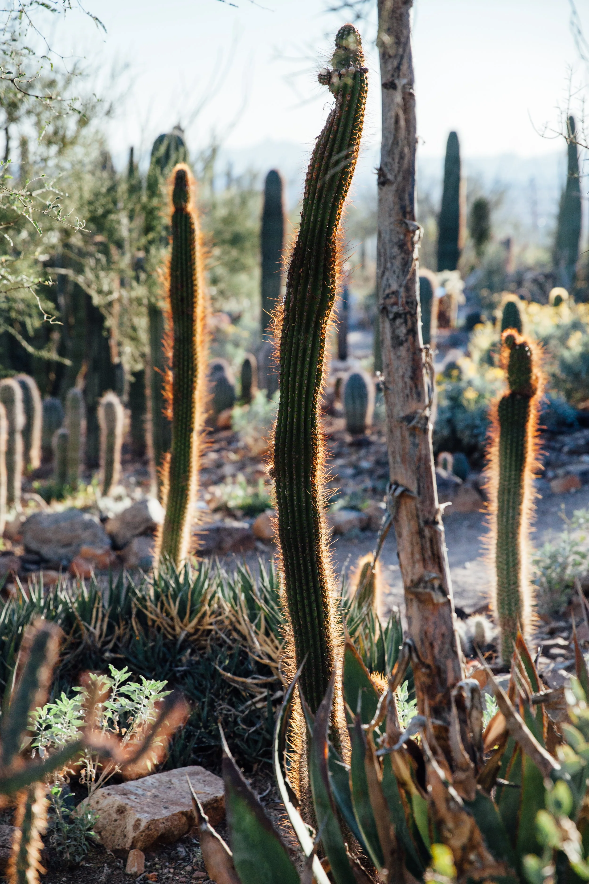 Tuscon-10.jpg