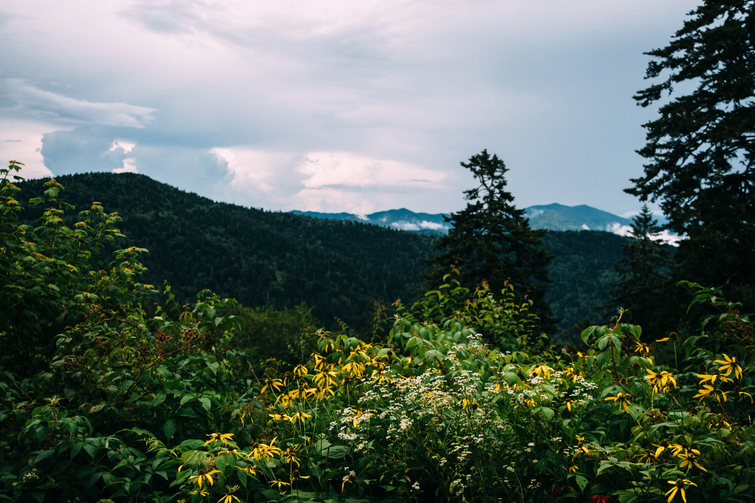 smoky-mountains-july-2025-2.jpg
