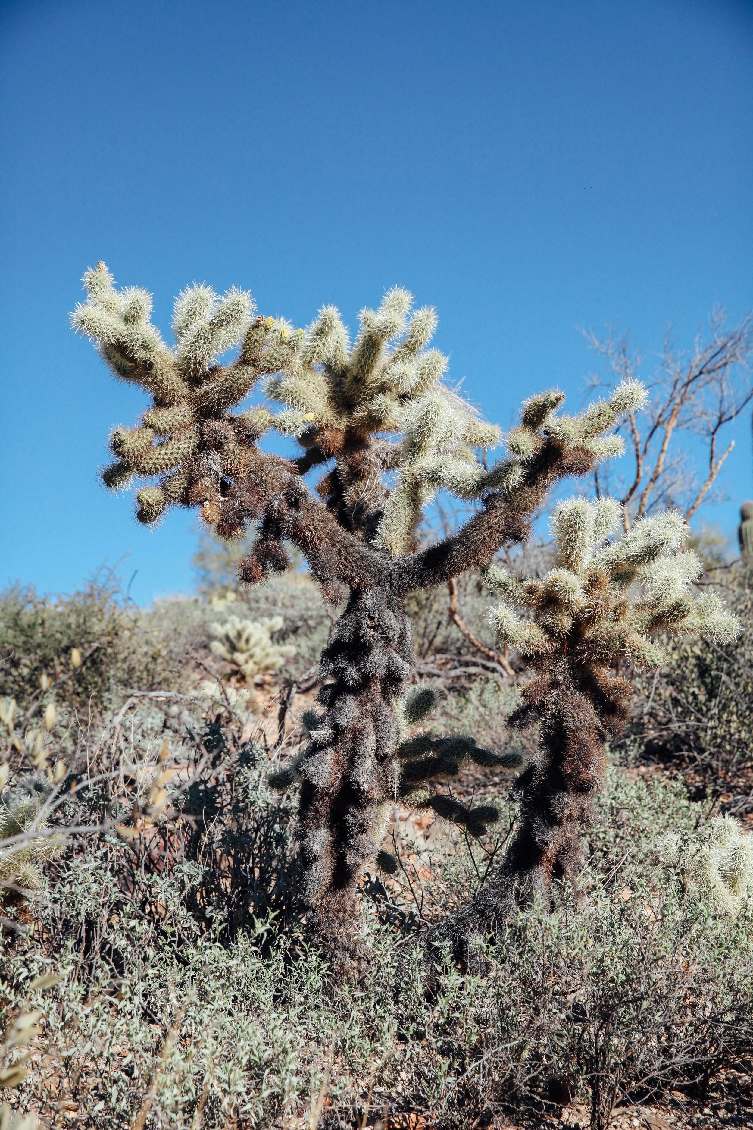 Tuscon-8.jpg