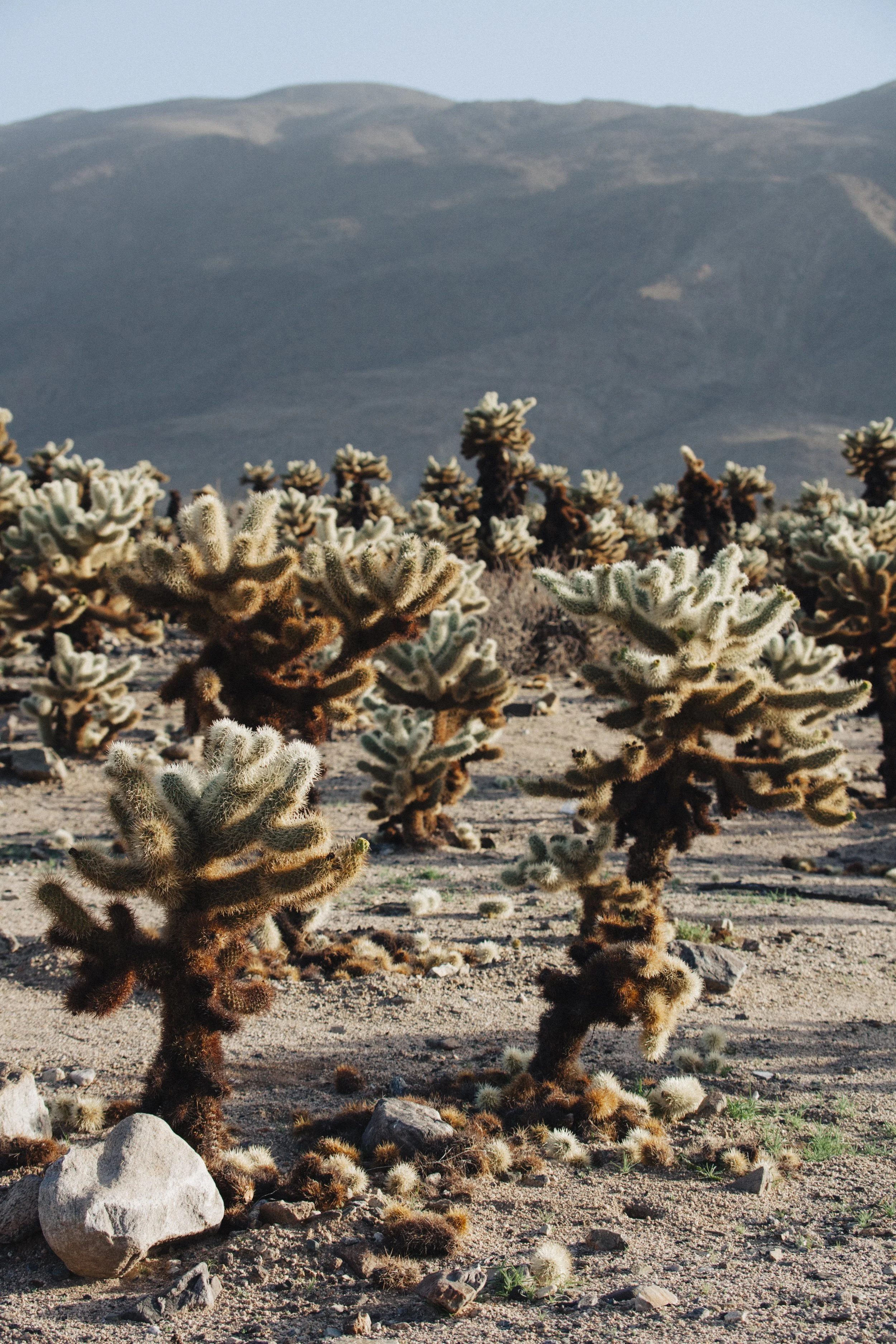 Joshuatree-1.jpg