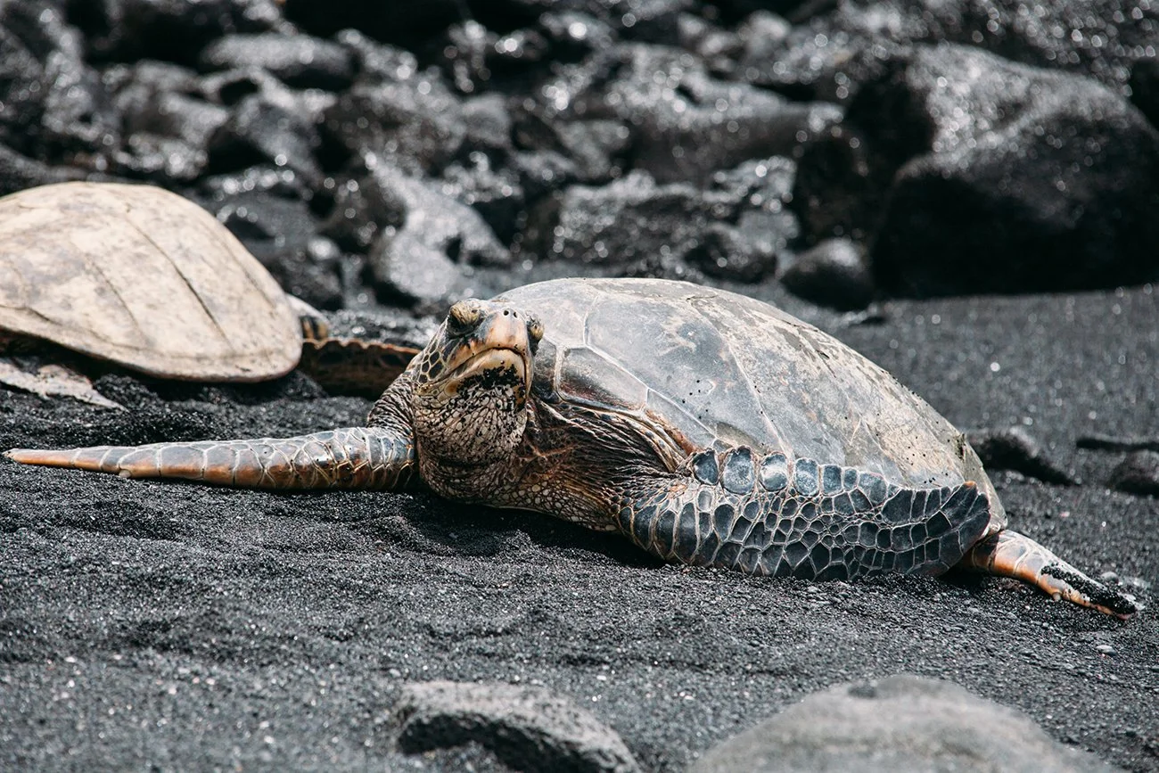 hawaii-2019-turtle-sm.jpg