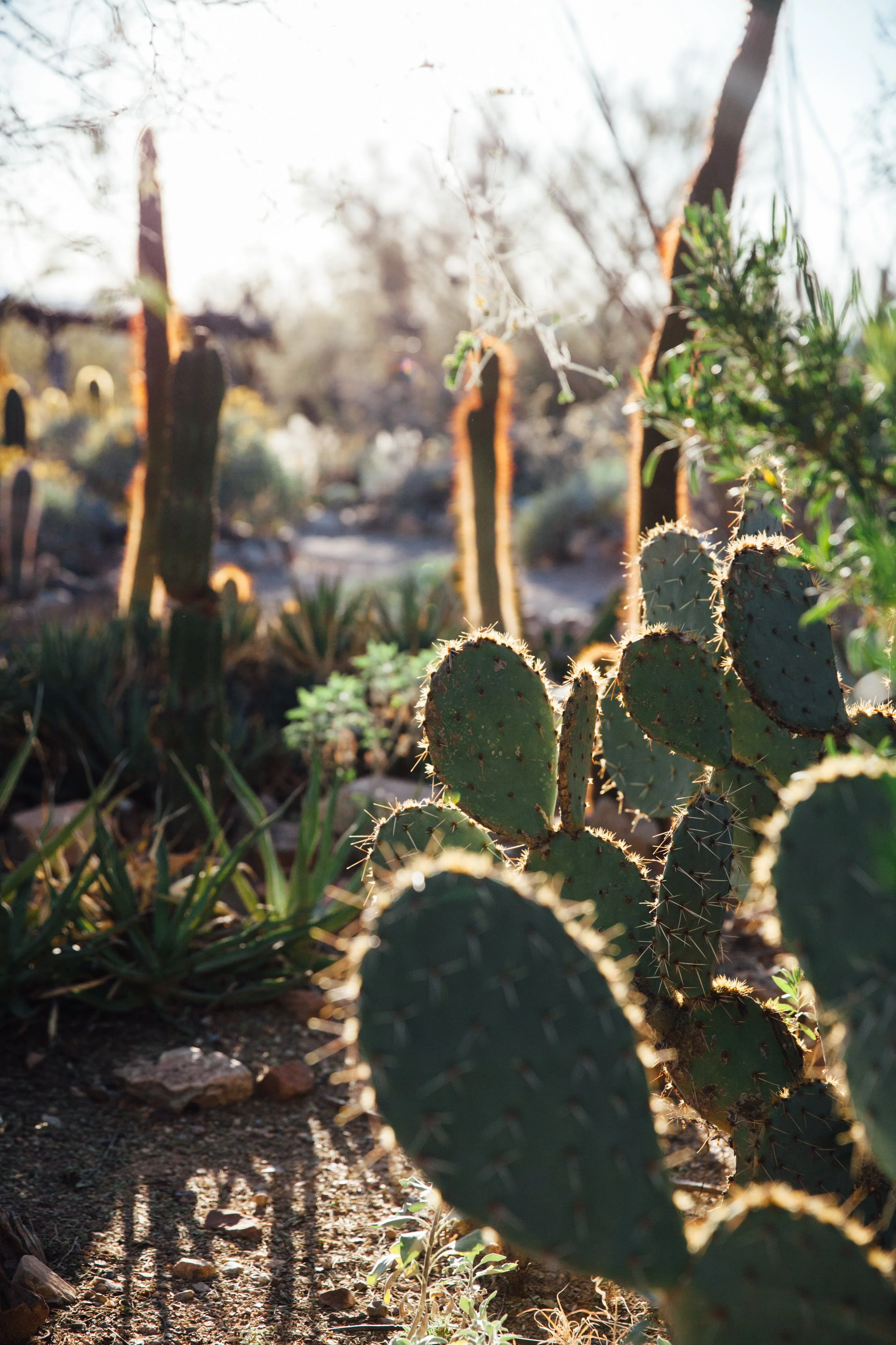 Tucson-11.jpg