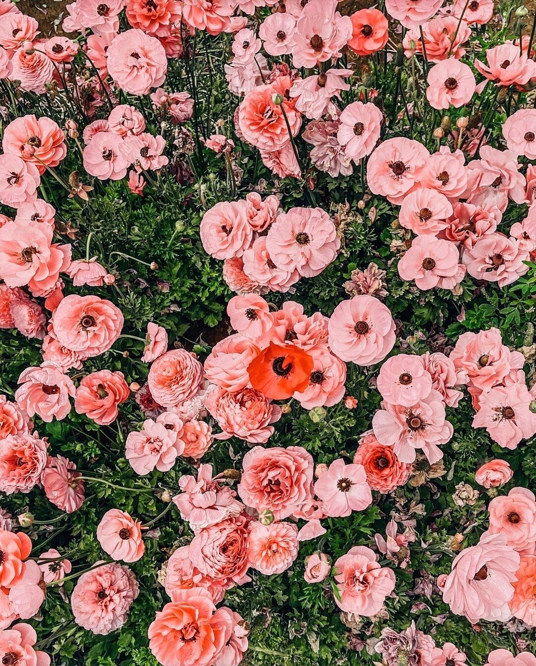 Take time to smell the roses (or poppies) this week!​​​​​​​​
✨