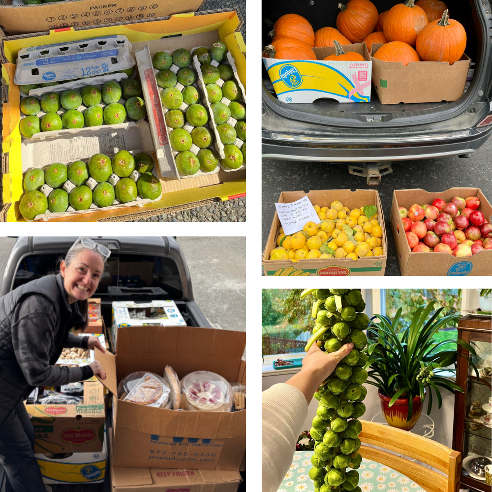 Soroptimist Sisters Preserves Food Pick up