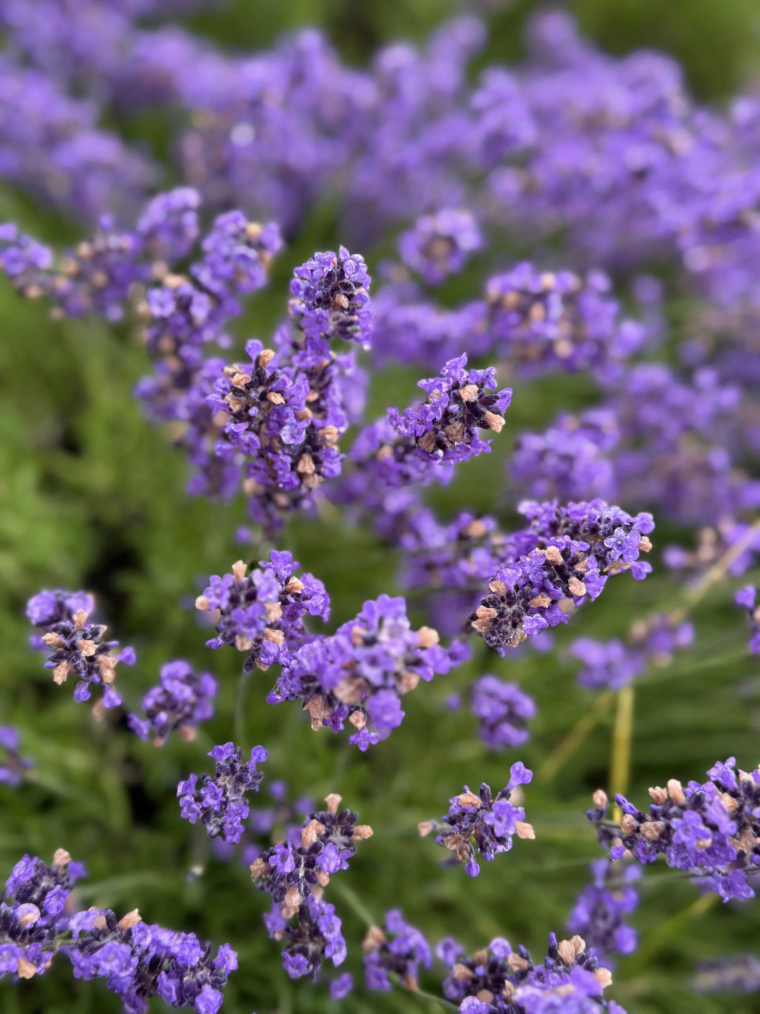 Soroptimist Westshore Garden Tour