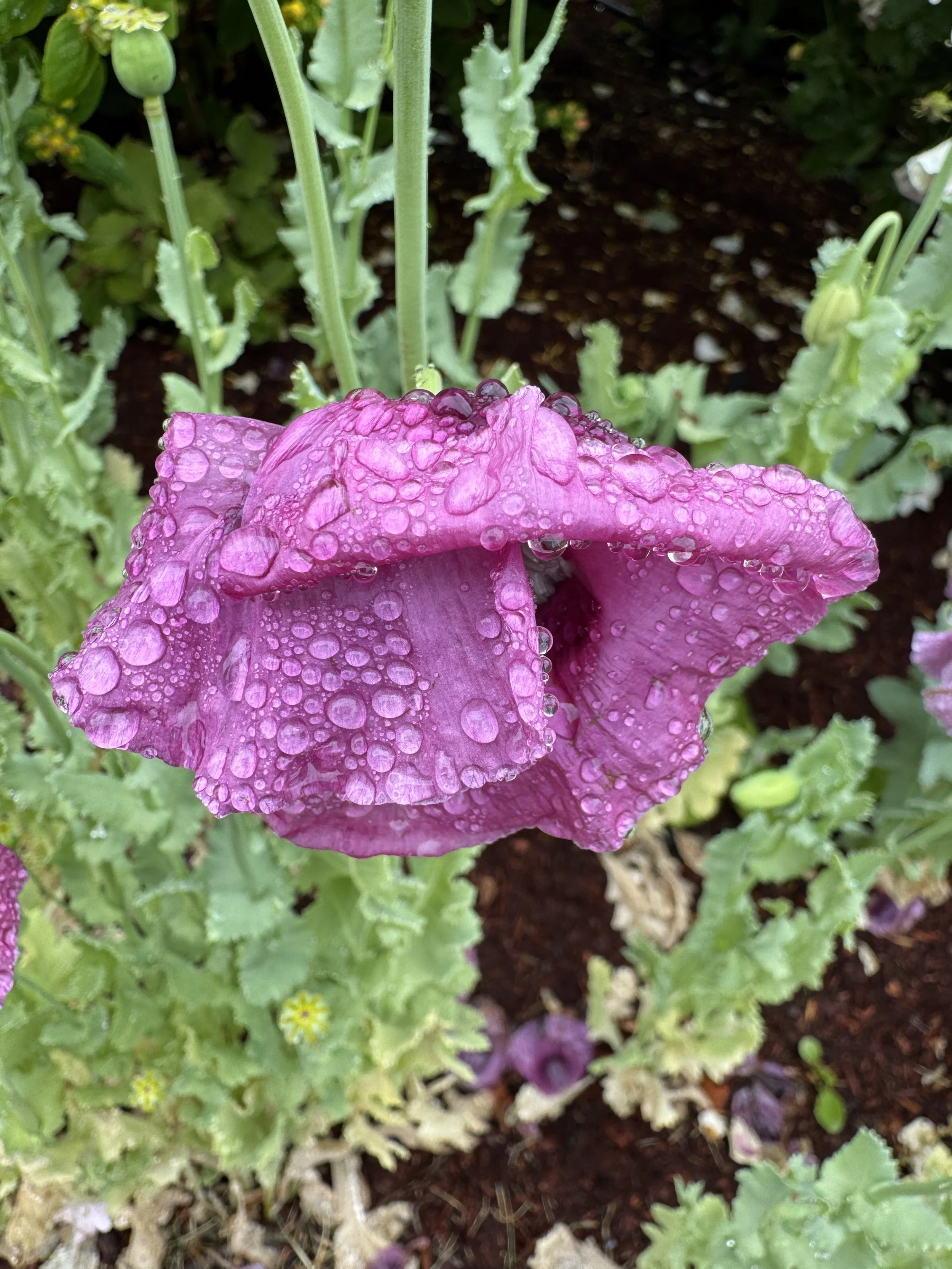 Soroptimist Westshore Garden Tour