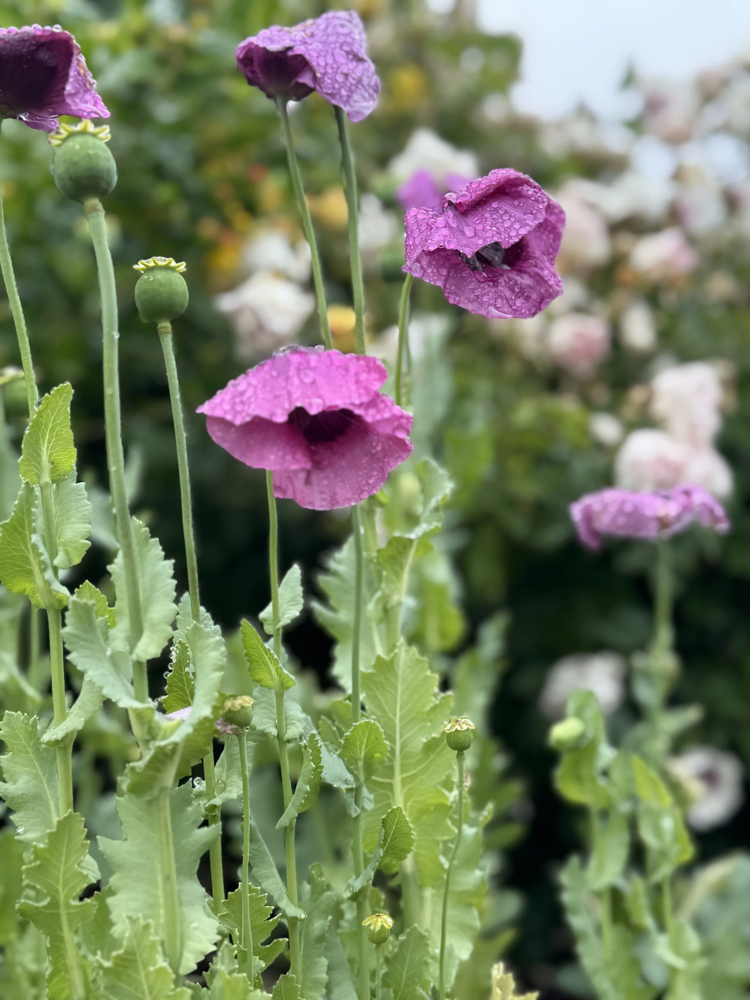 Soroptimist Westshore Garden Tour