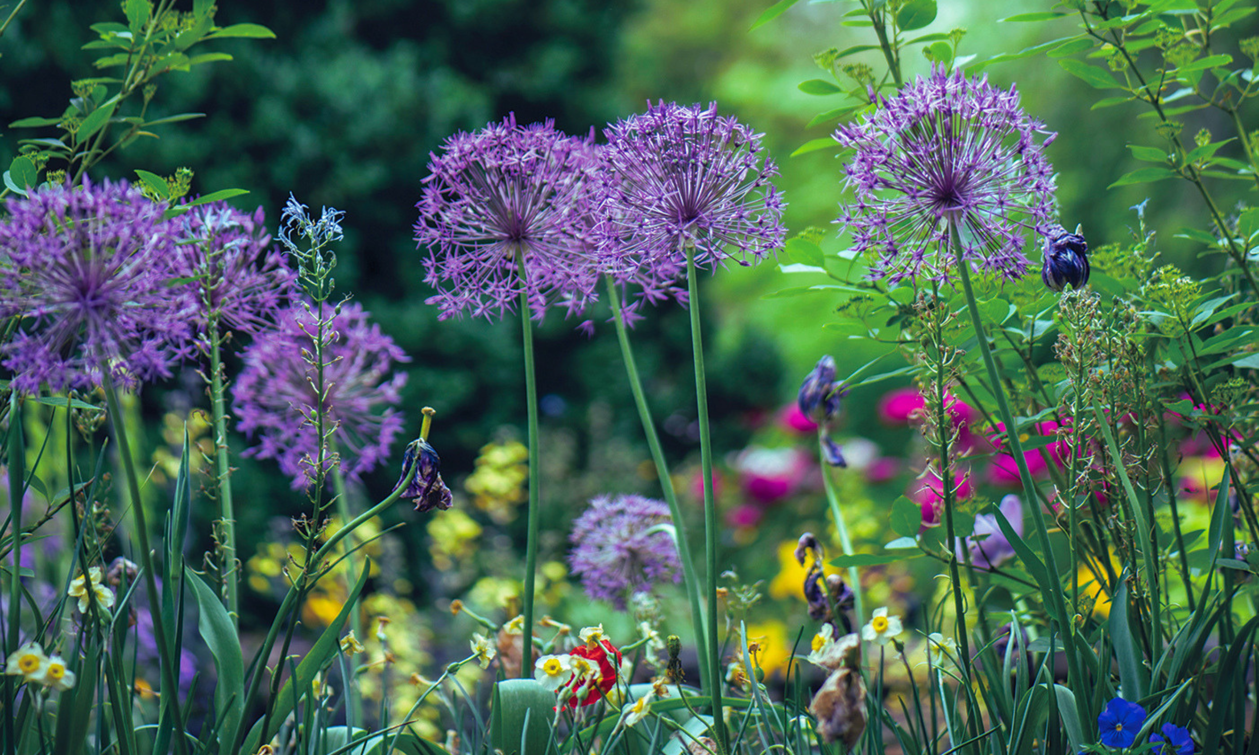 Soroptimist Victoria Westshore Garden Tour