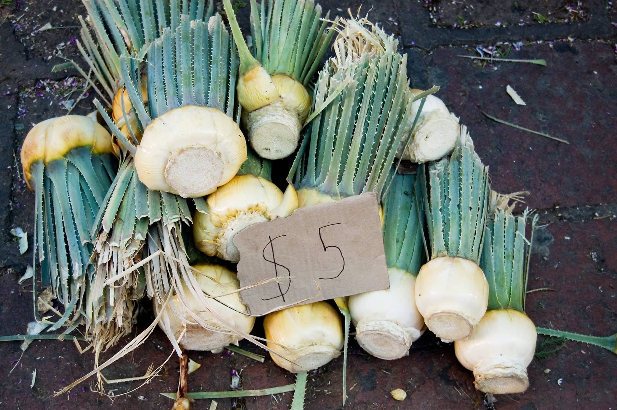 rootballs.jpg