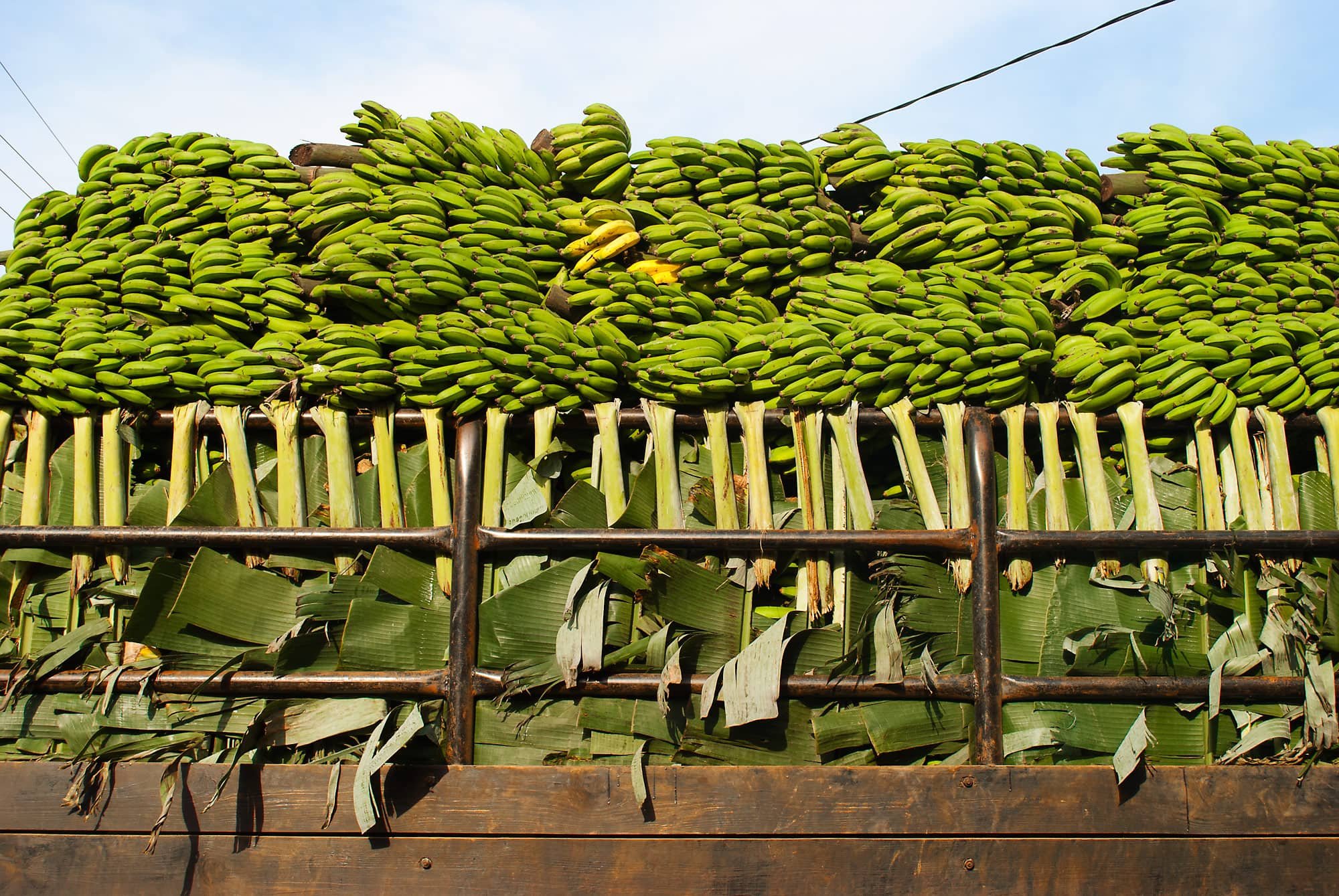 bananas.jpg