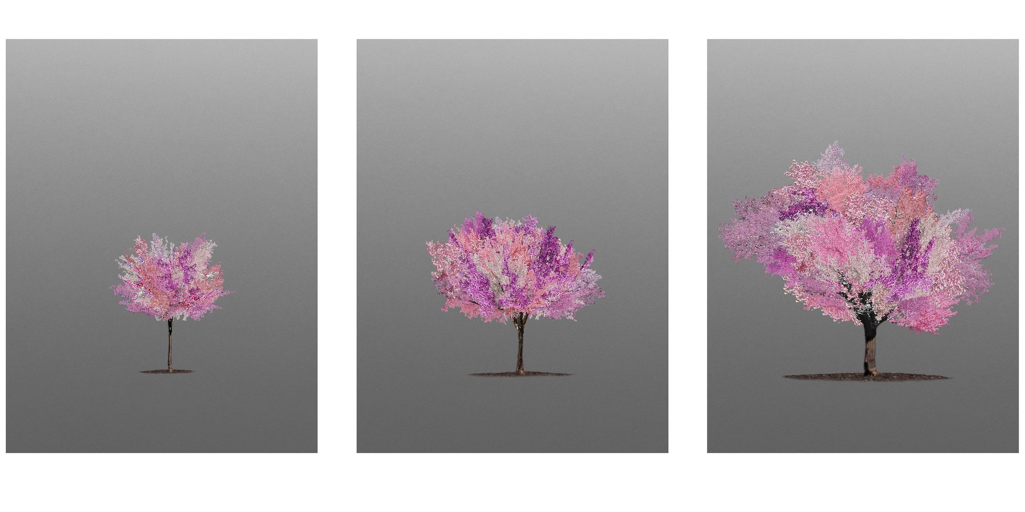 Tree of 40 Fruits Composite, image by artist Sam Van Aken