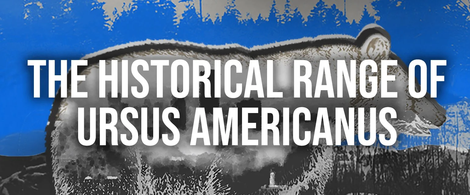 Directing Thesis: The Historical Range of Ursus Americanus