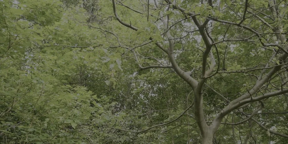 sprawling branches of a tree with green leaves