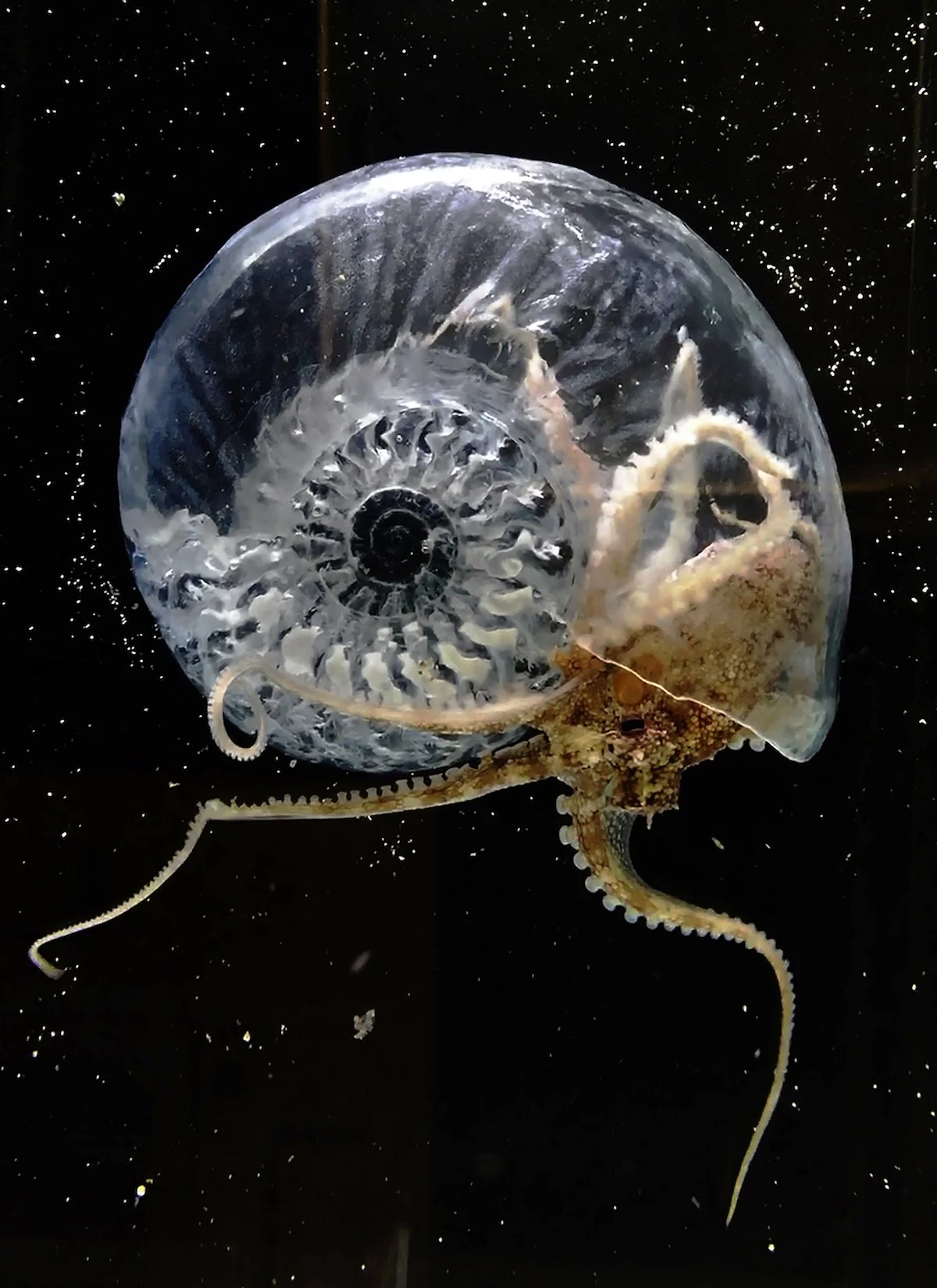 Paola Antonelli: Broken Nature: Design Takes on Human Survival