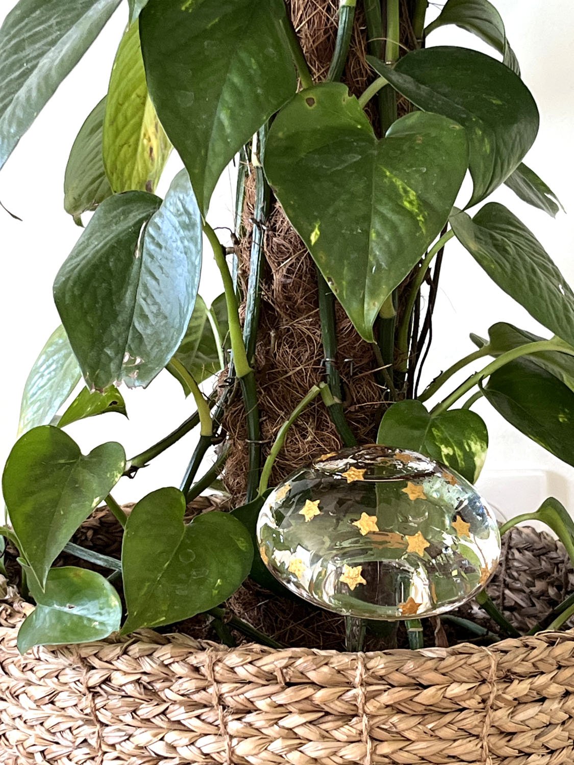 DIY : Des Globes étoilés pour irriguer mes plantes — Mila Luce