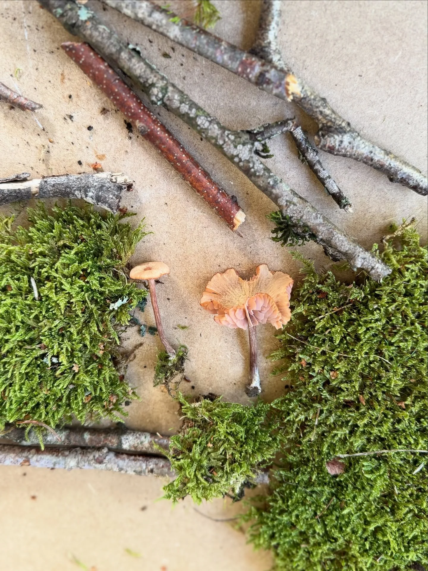 Coulisses d&rsquo;un futur livre 📖 

Me revoici par ici, apr&egrave;s le tourbillon Conte d&rsquo;automne. Mille mercis encore pour votre bel enthousiasme, j&rsquo;en suis &eacute;norm&eacute;ment reconnaissante 🍂
 Entre l&rsquo;ebook d&rsquo;hier 