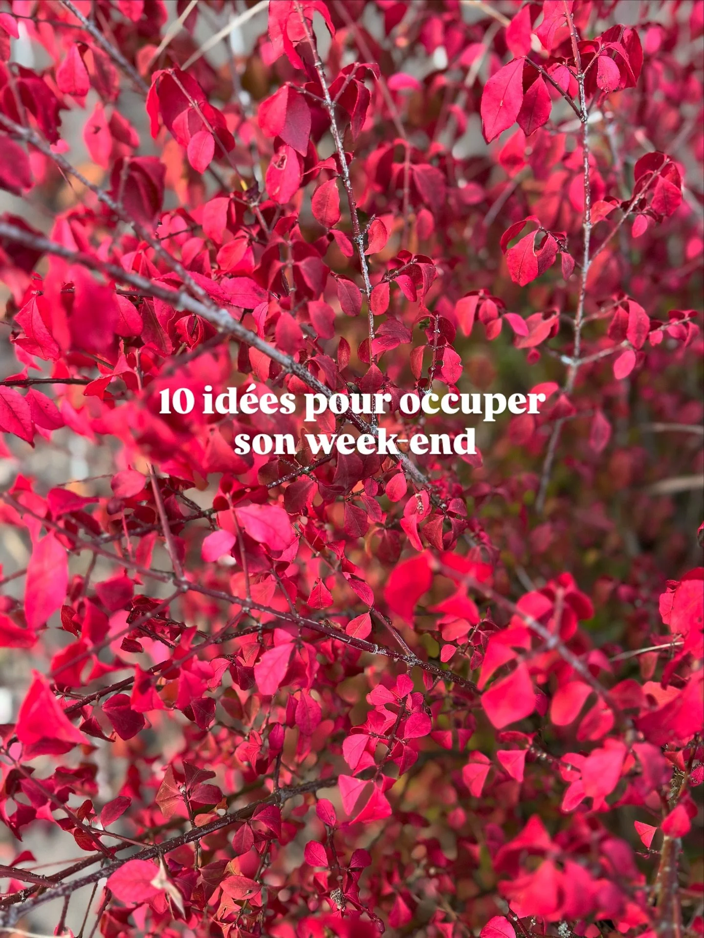 10 id&eacute;es pour occuper son week-end :
 1 &ndash; fabriquer des petits papillons avec du papier et des queues-de-lapin pour d&eacute;corer sa maison 2 &ndash; d&eacute;poussi&eacute;rer la d&eacute;co d&rsquo;Halloween 3 &ndash; coudre une citro