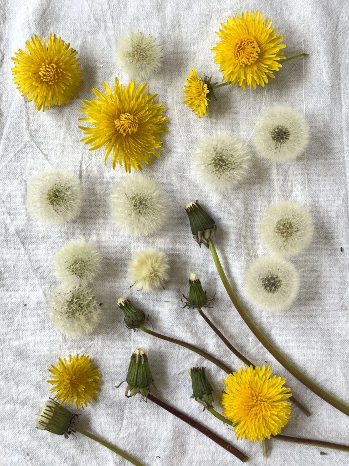 1-diy-poesie de pissenlits.jpg