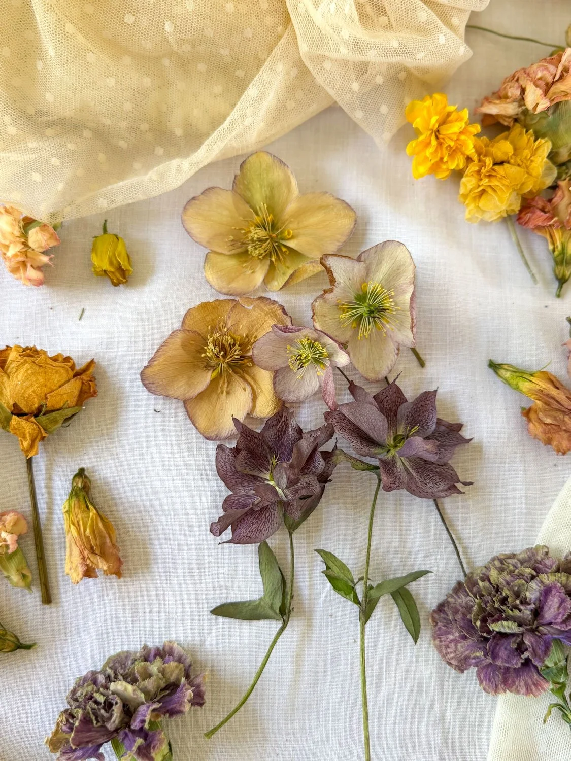 4-gel de silice -hellebores.jpg