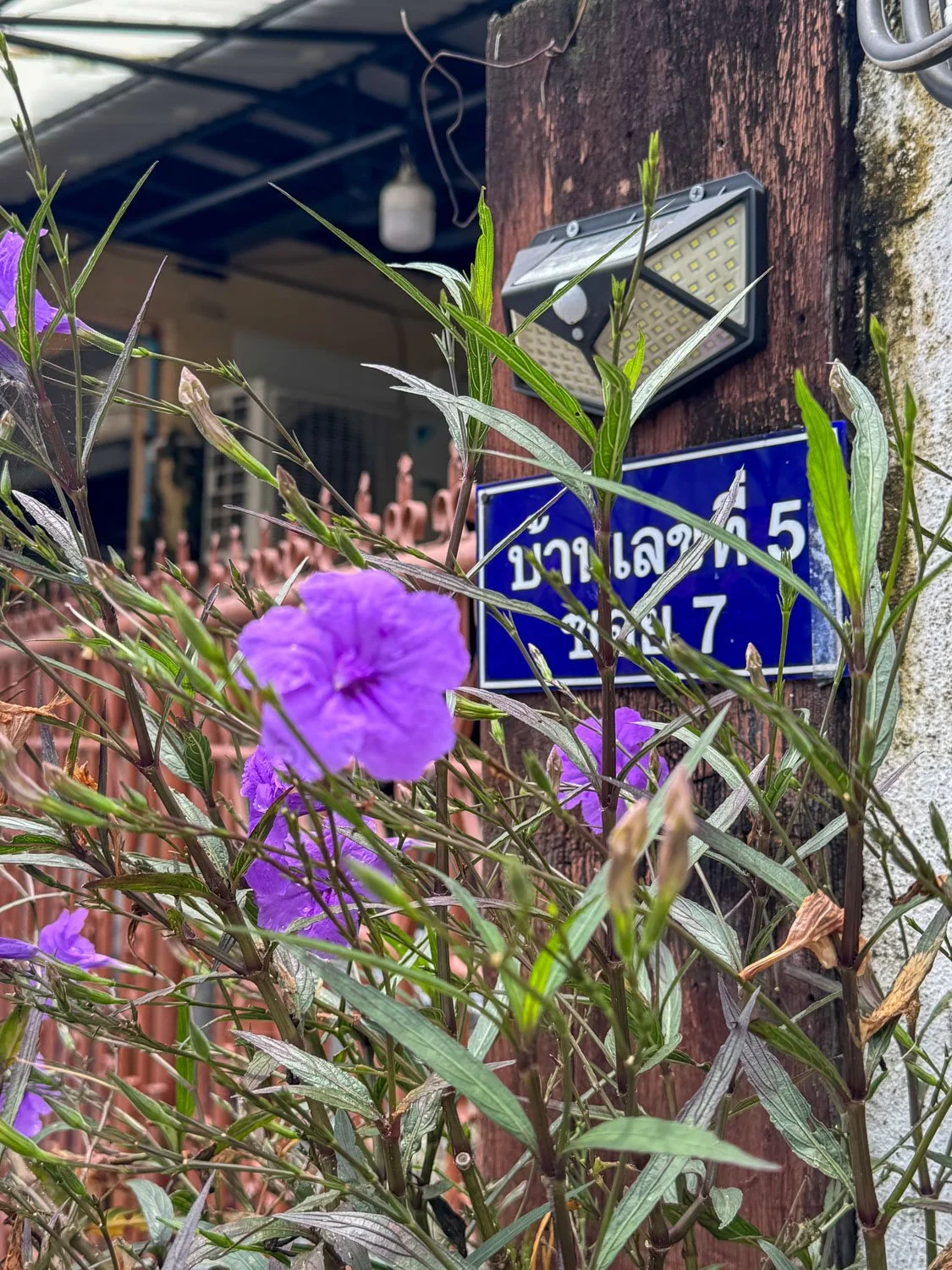 4-Chiang Mai-quartier de Green tiger house.jpg