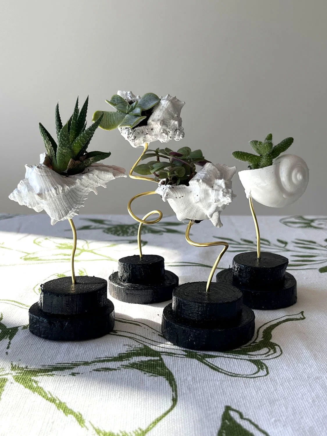 mini pots plantes coquillage set succulentes.jpg