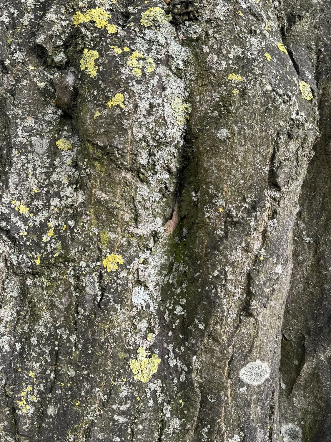 obsession arbre 2.jpg