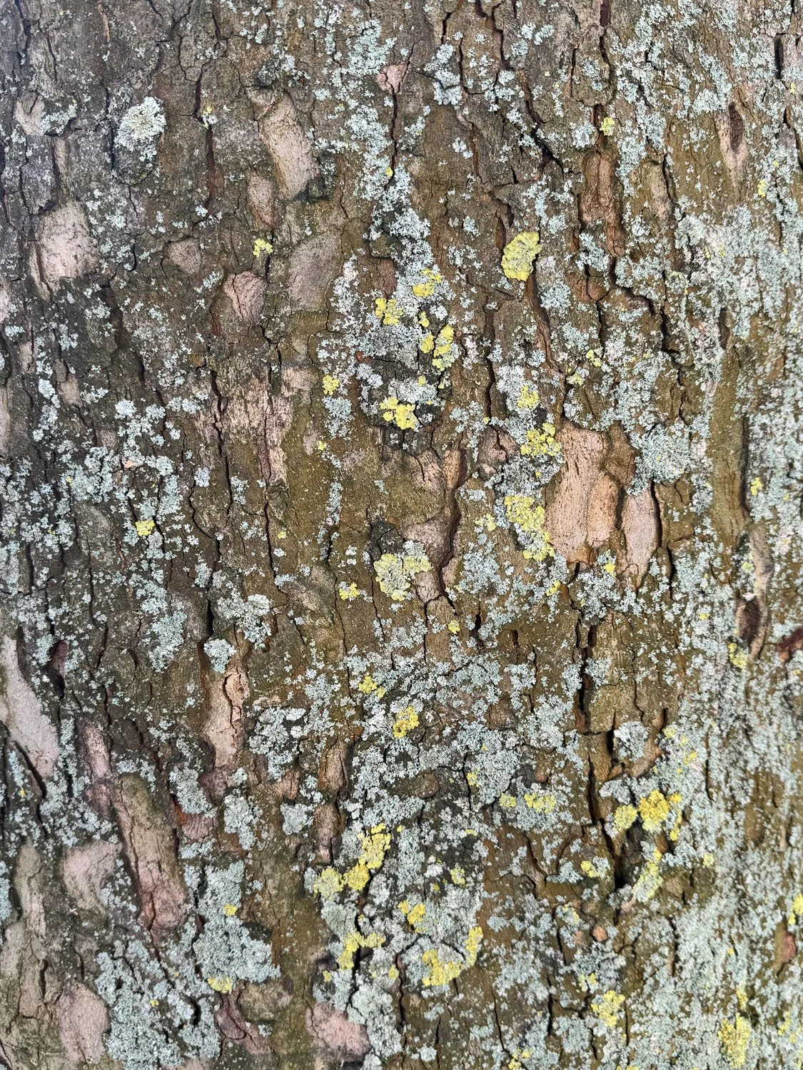 obsession arbre 1.jpg