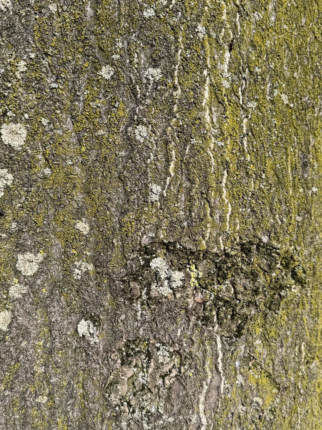 obsession arbre 3.jpg