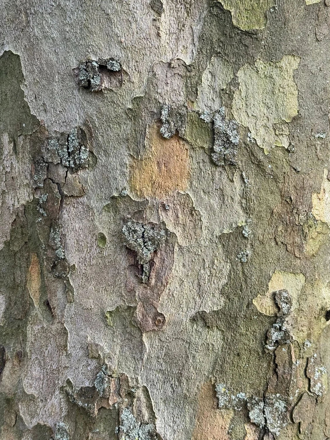 obsession arbre 4.jpg