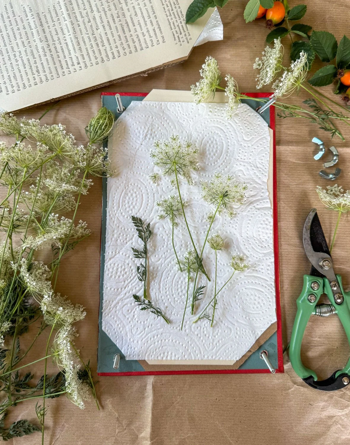 2-Fleurs de carotte.jpg