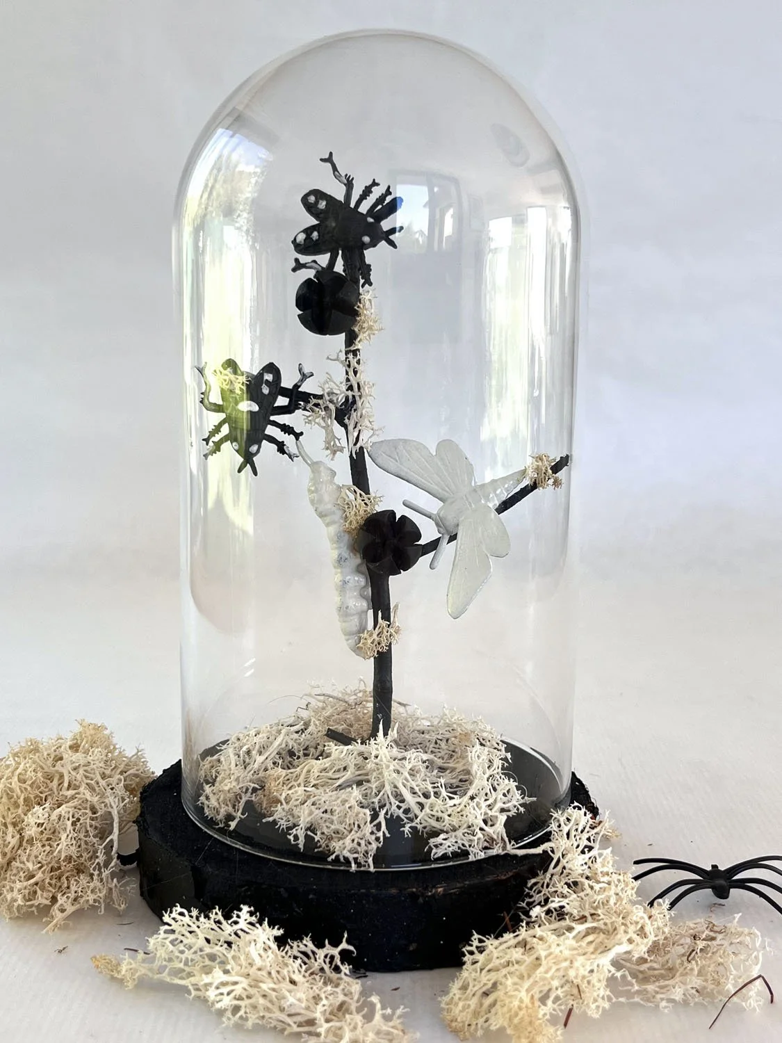 Insectes noirs et blancs sur une branche sous cloche pour Halloween