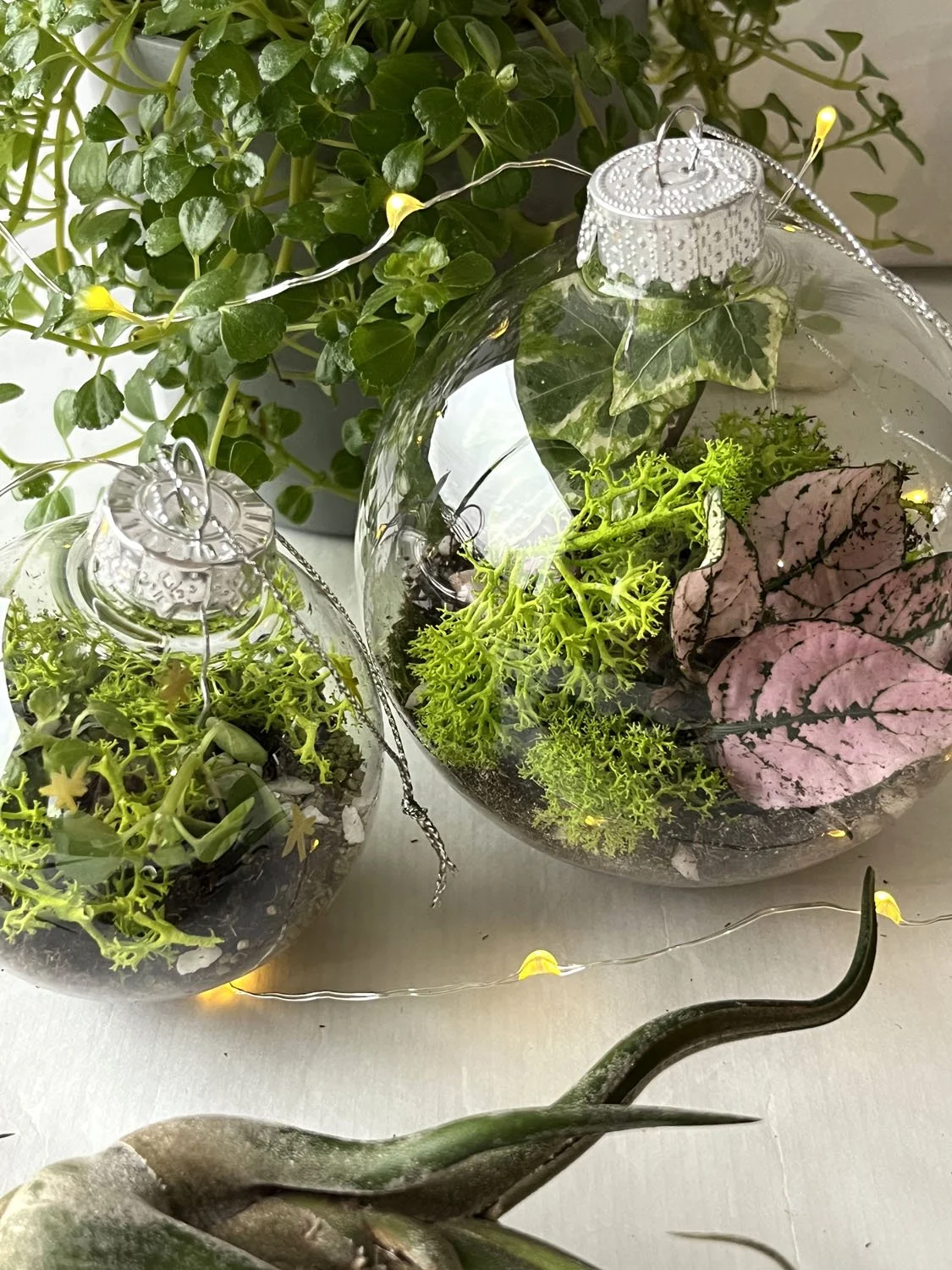 Terrariums de Noël compo 5.jpg
