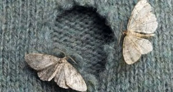 Moths - Wools Mortal Enemy