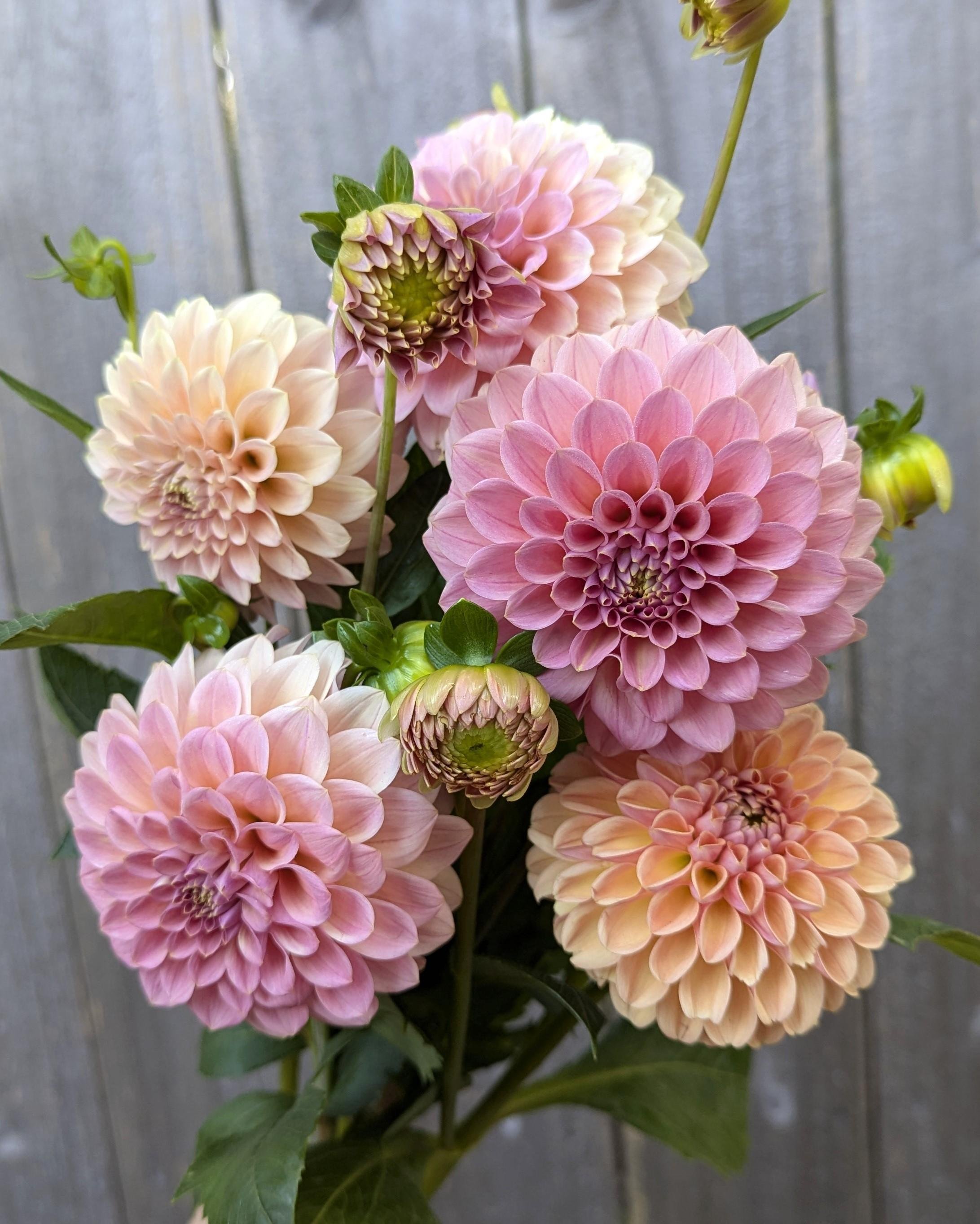Dahlia Rock Run Ashley.jpg