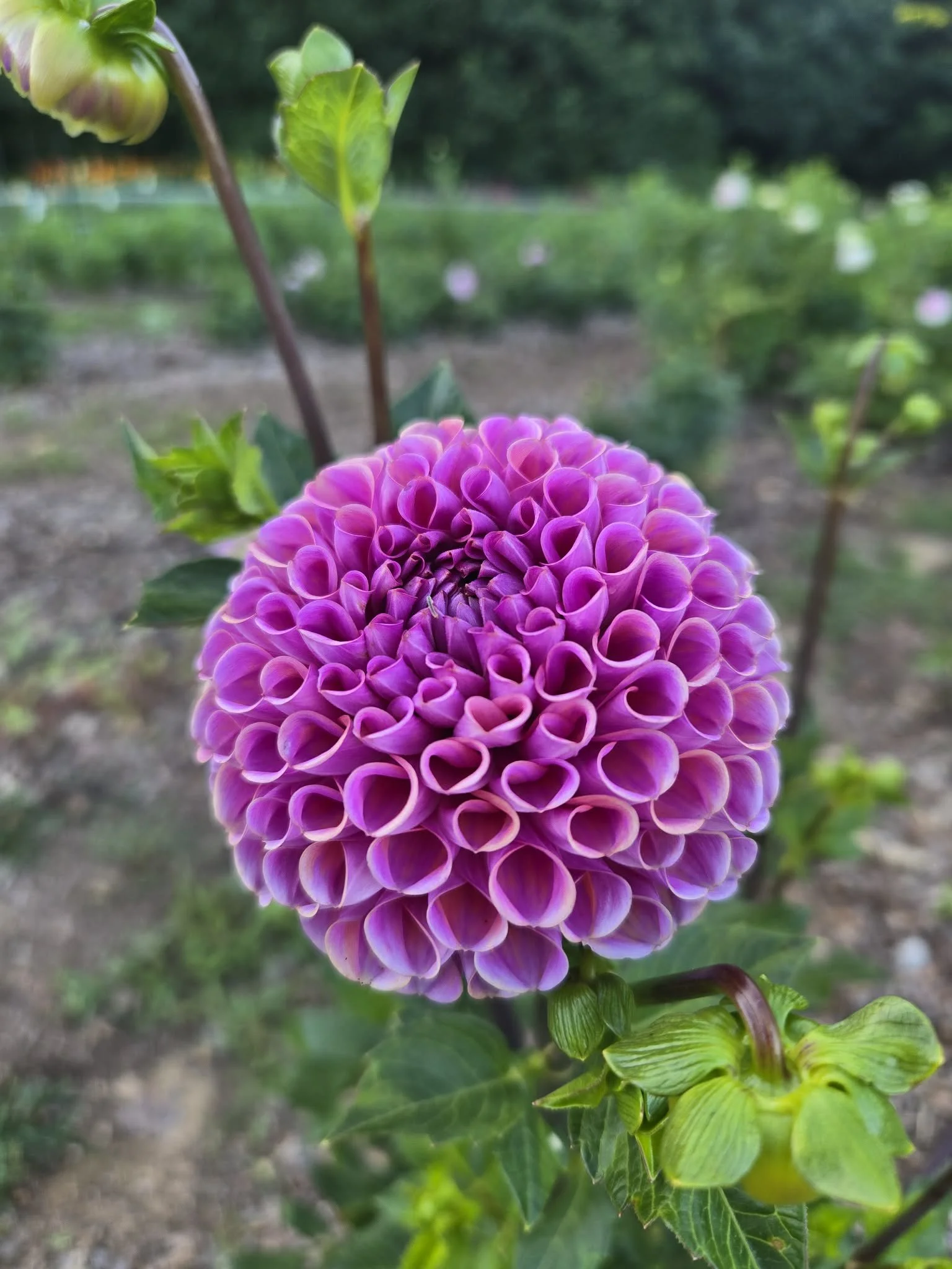 Dahlia - Isabel - 5 Stems
