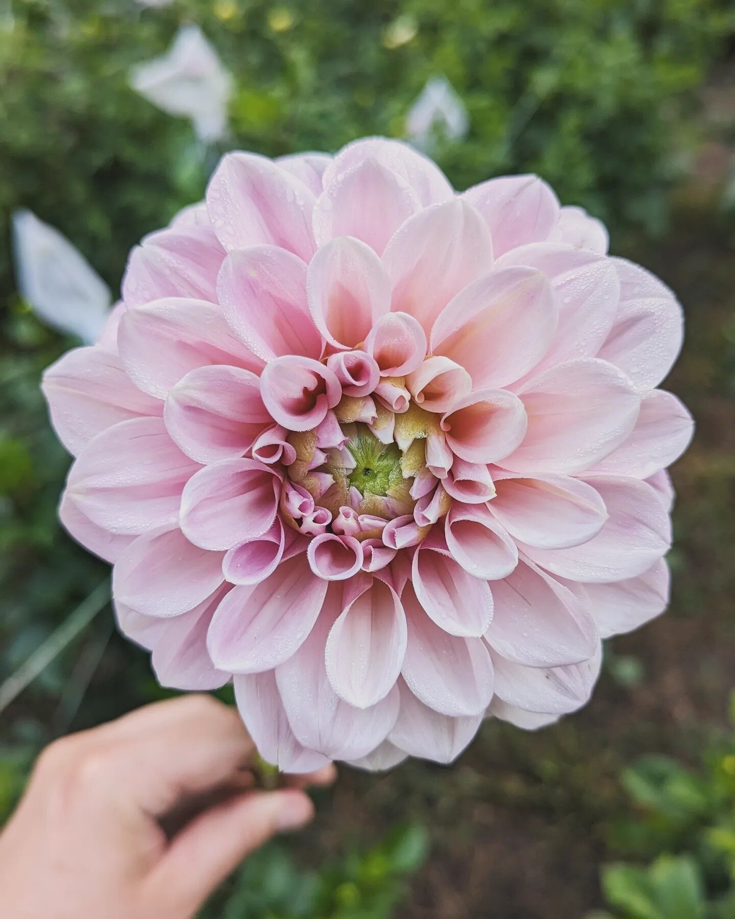 After a dreary January, the sun shine the past few days has been an instant mood booster! I was able to get the last of our ranunculus planted out, plotted how to add to our growing space and of course couldn't resist taking a peek under our dahlia t