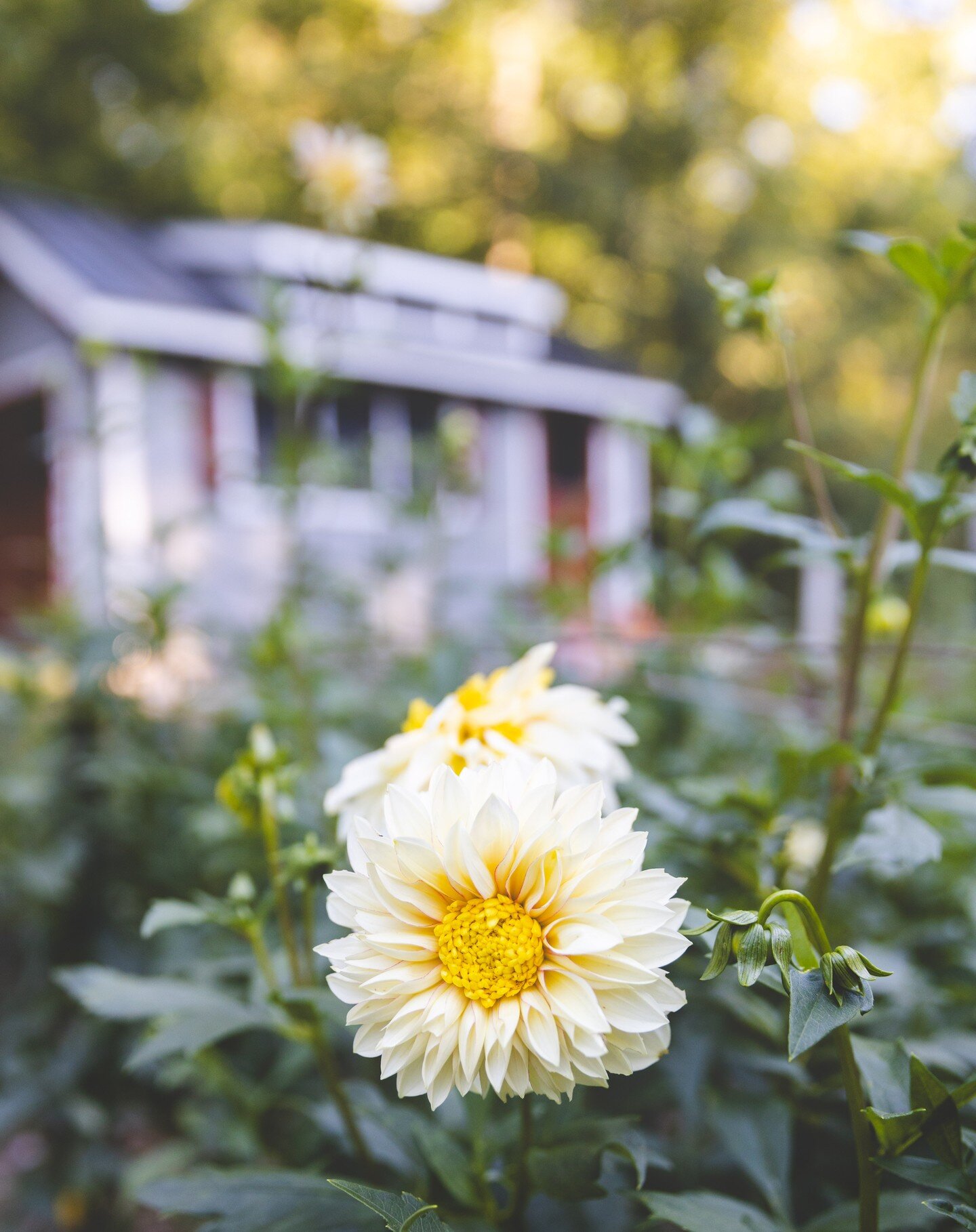 We are reducing our dahlia varieties so we are selling off the tubers for some of our more colorful blooms! They are all great cut-flower varieties, just not forms or colors I want to continue with.

Pictured is Polka, one of our earliest and best bl