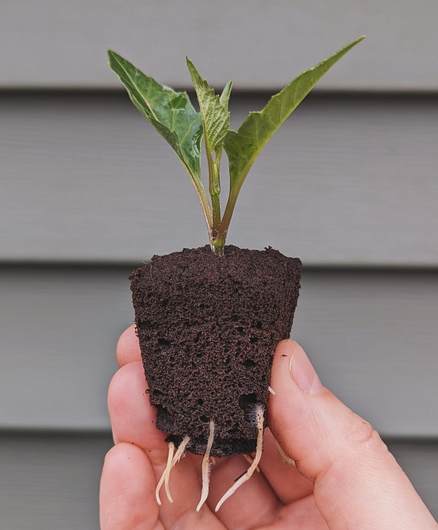 Ignoring the snow outside and focusing on all of the green growing inside like our little dahlia babies. It's been a fun learning experience taking dahlia cuttings this winter and I think I've become addicted! But, you can never have too many dahlias