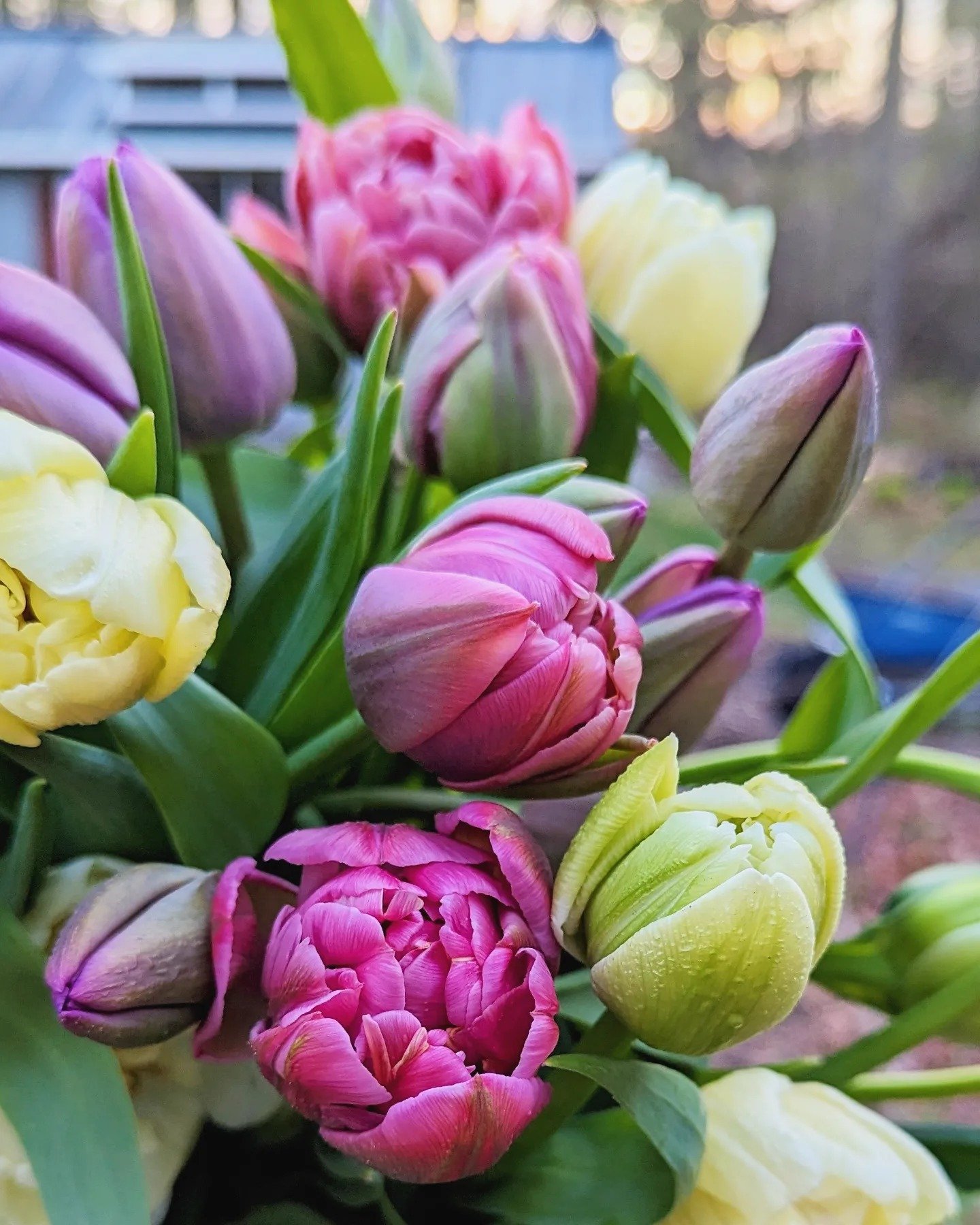 It's Tulip time!! Tulips are my most unexpected favorite flower. I never knew there are such beautiful varieties until I started growing them myself and every year they still amaze me! 

There will be some bunches available this weekend at @soule_far