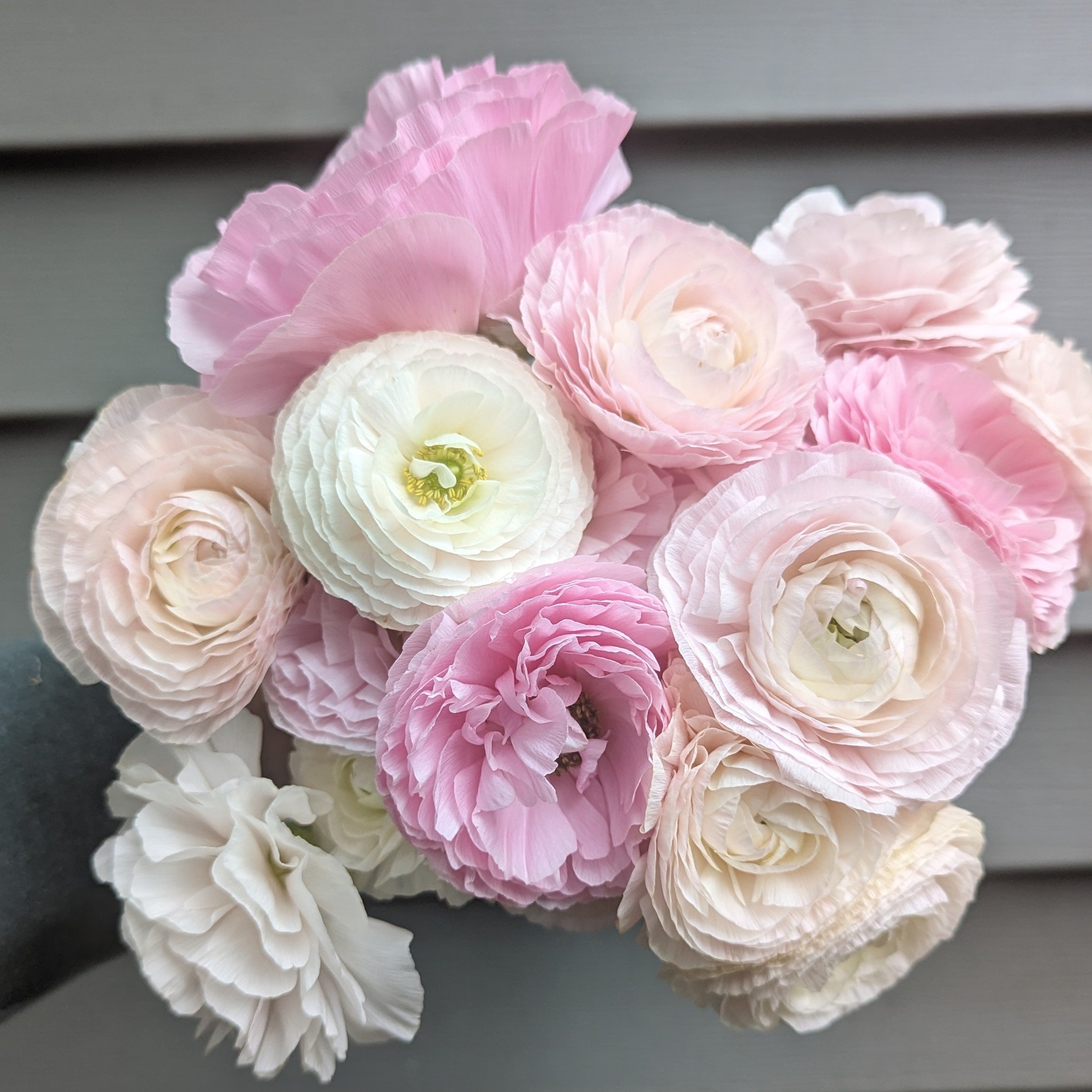 How to Care for Cut Ranunculus: Tips for Long-Lasting Blooms