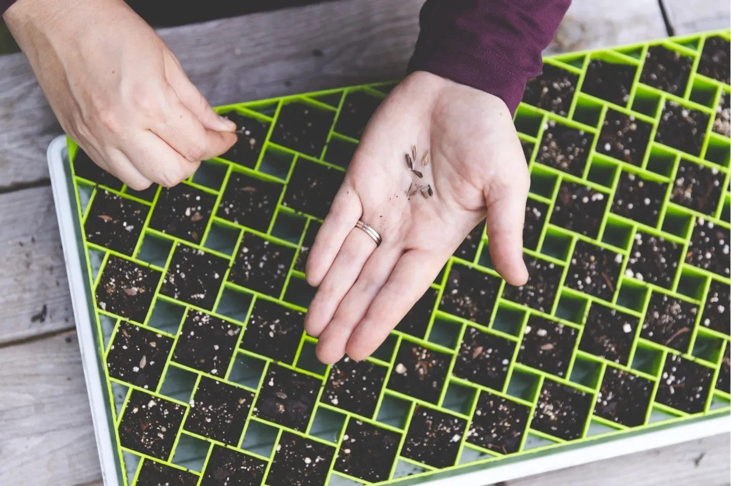 Seed Starting at Green Willow Gardens