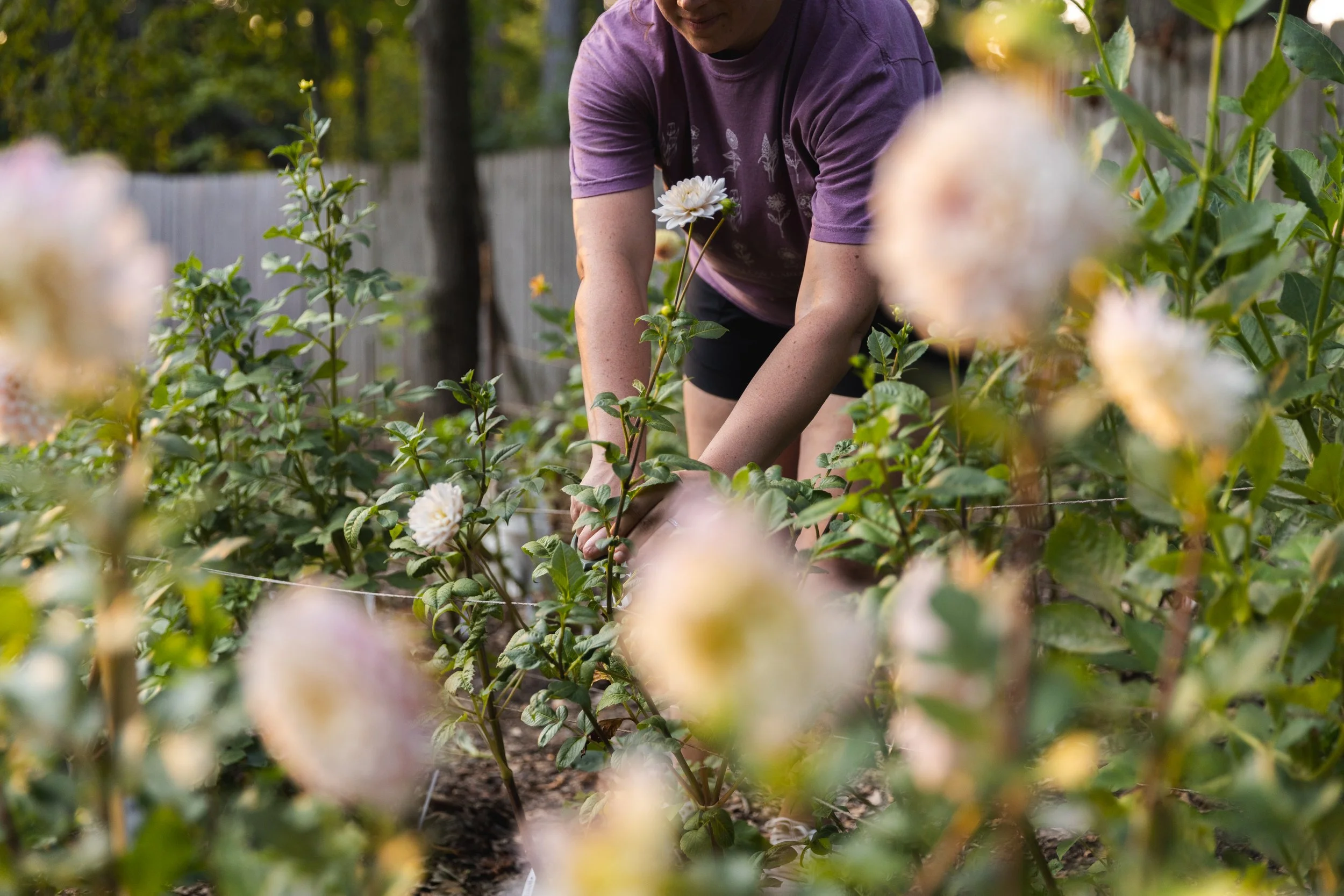 Our Favorite (Blush, Peach, and Honey) Dahlias at Green Willow Gardens