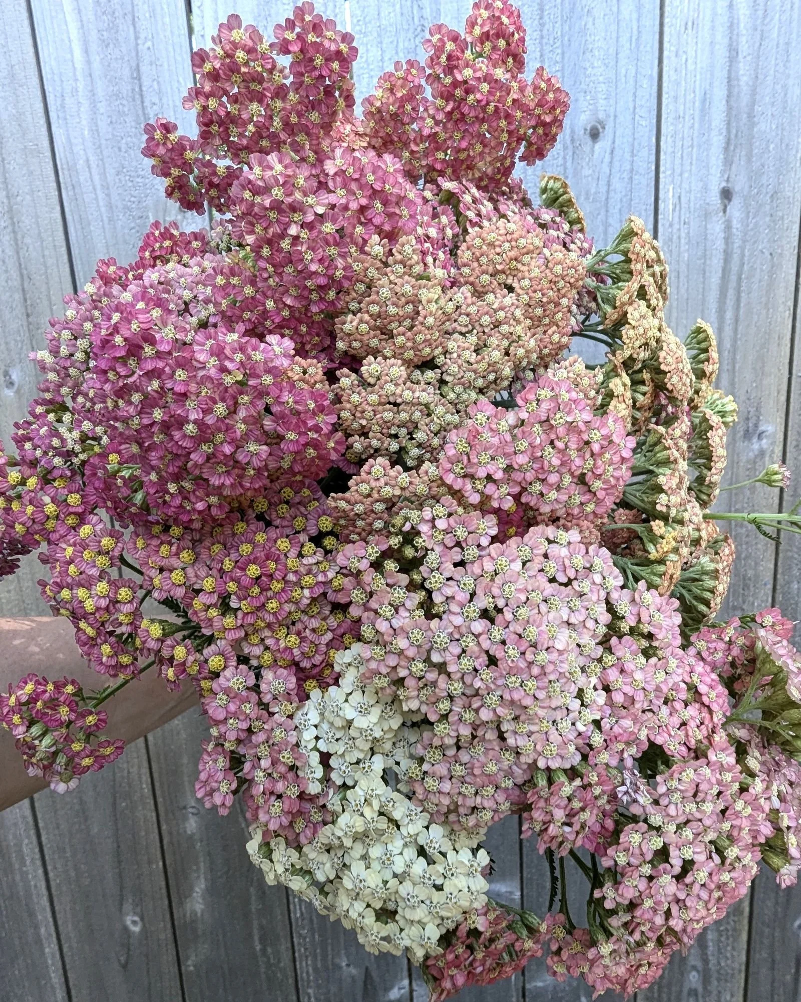 Our Favorite Perennials for Cutting at Green Willow Gardens