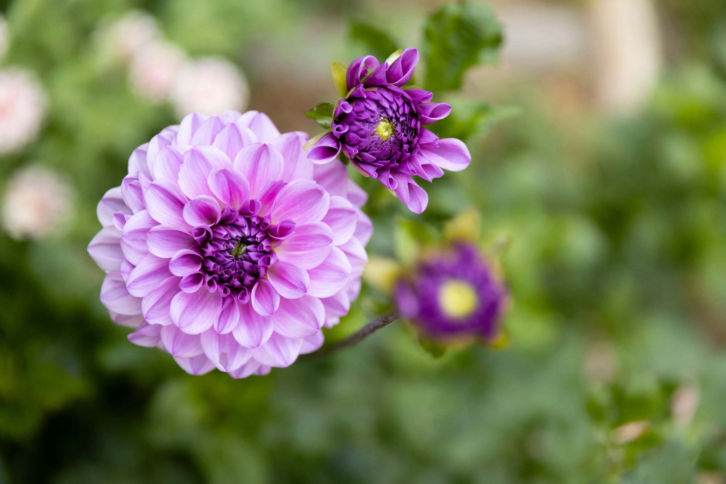 Cultivating Dahlias: A Guide from Green Willow Gardens