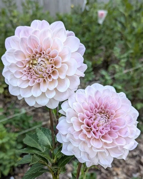 Dahlia-Sweet-Nathalie-Green-Willow-Gardens-Cut-Flower-Farm.jpg