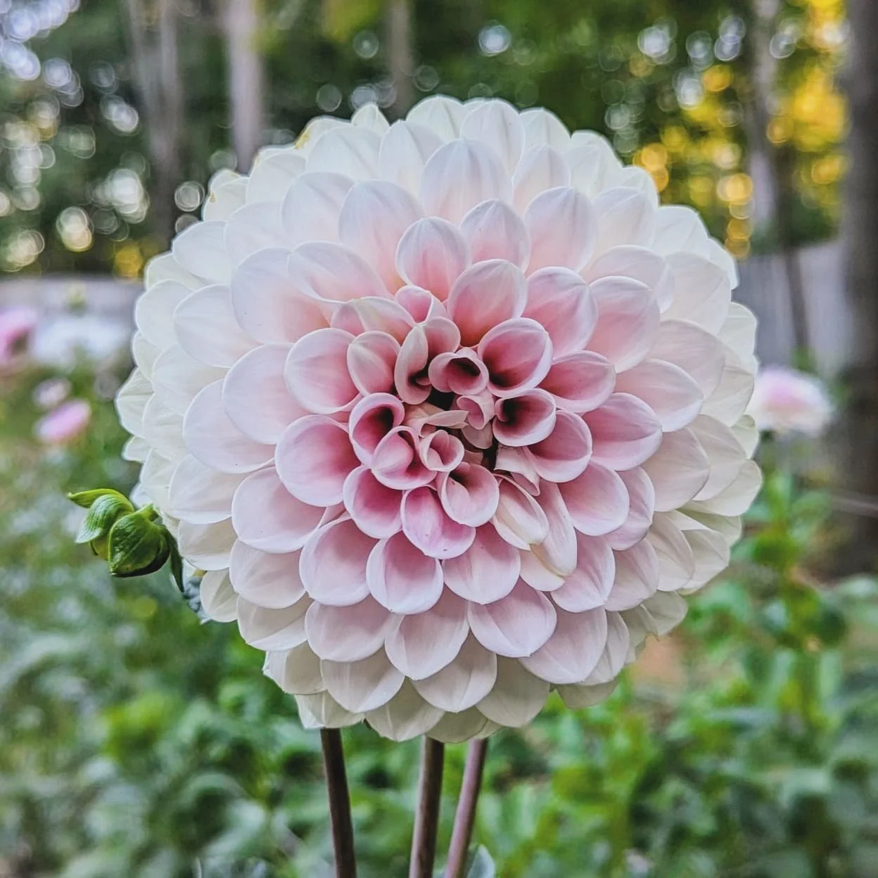 sweet-nathalie-dahlia-green-willow-gardens.jpg