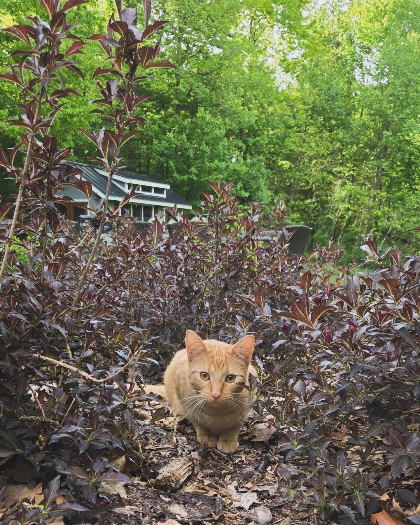 A little Monday morning/weekend recap with Waffle. New blooms and buds, new plants, time with friends, and more progress in the field.