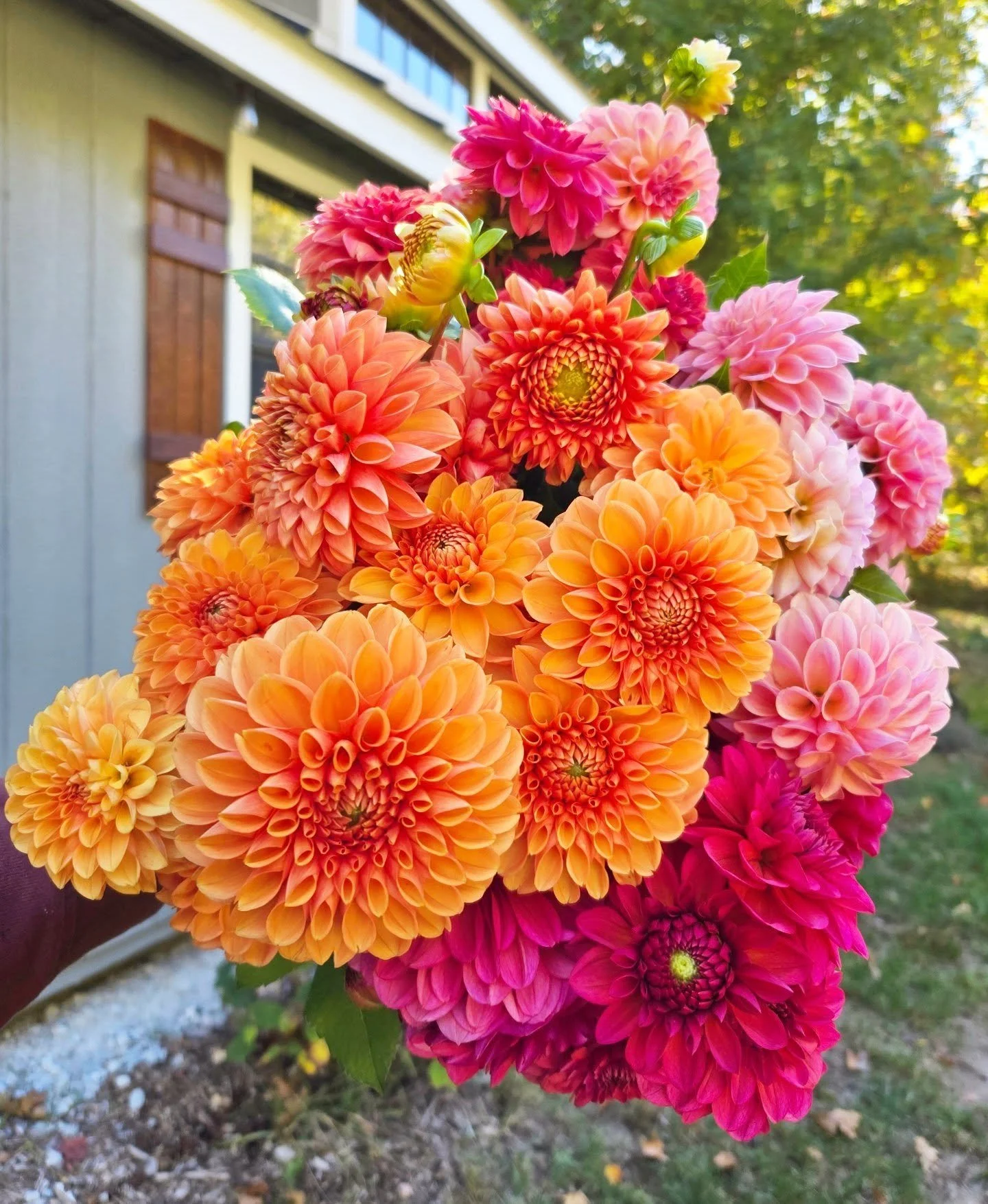 Cut the last handful of dahlias for the season this morning. Always a bittersweet moment, but it’s time to start thinking about tucking the field in for winter and dreaming of next year’s blooms.