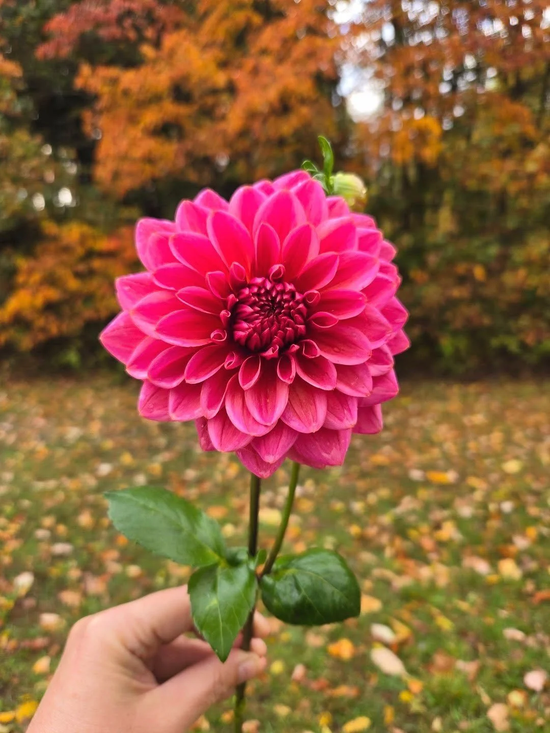 A final farewell to Salmon Runner, she was a stunner from the first bloom to the last.